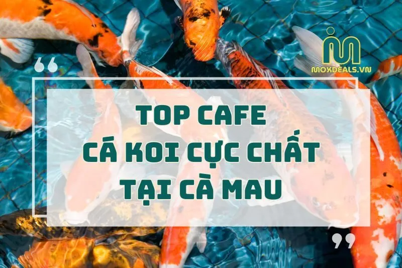 top cafe cá koi cực chất tại cà mau