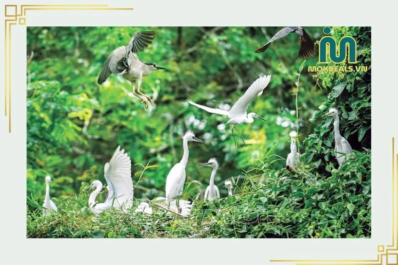 Lịch sử và Sự Hình Thành Của Vườn Cò Tư Sự