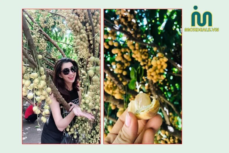 Những Hoạt Động Du Lịch Hấp Dẫn Tại Vườn Dâu Cái Tàu