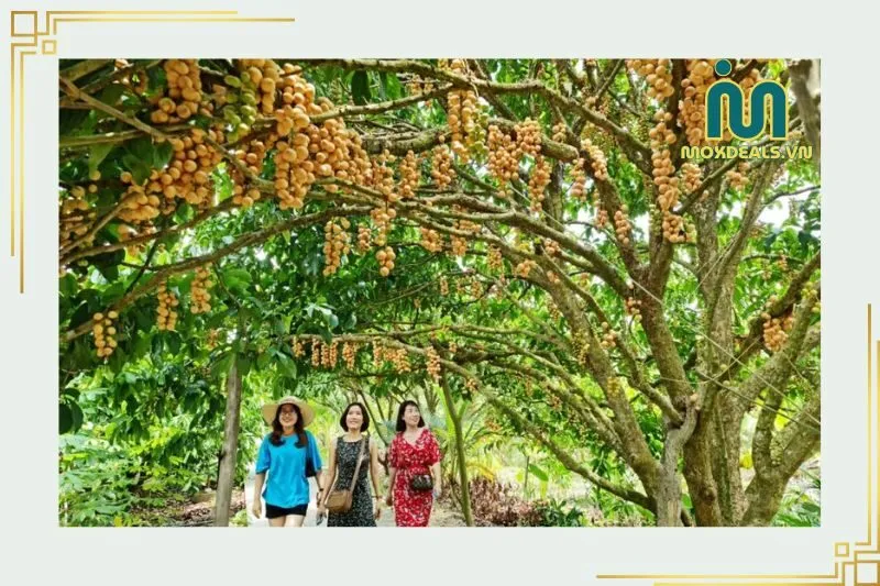 Tổng Quan Về Vườn Dâu Cái Tàu Cà Mau